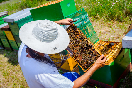Beekeeper is taking out the honeycomb on wooden frame to control situation in bee colony.