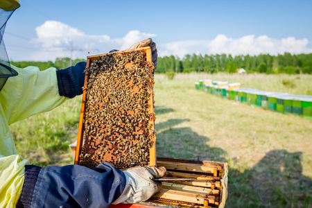 Beekeeper is holding up wooden frame with bees to control situation in bee colony.
