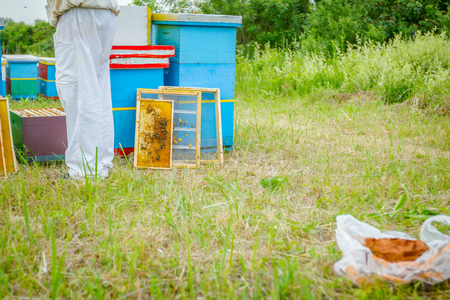 Bees are on honeycomb attached to wooden frame placed next to the open hive.