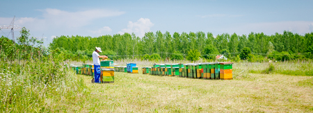 Beekeeper is taking out the honeycomb on wooden frame to control situation in bee colony.の写真素材