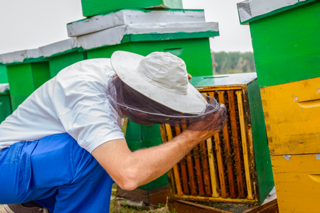Beekeeper is controlling situation in bee colony with his bare hands taking out the honeycomb on wooden frame.の写真素材