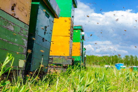 Low angle view on wooden colorful beehives in a row are placed on a meadow.の写真素材