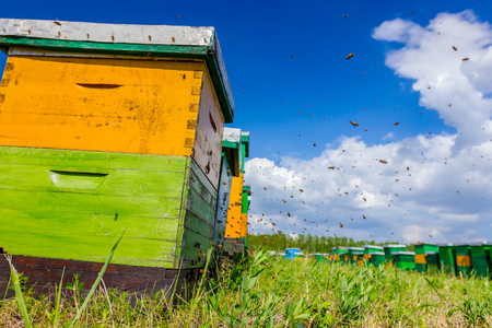 Low angle view on wooden colorful beehives in a row are placed on a meadow.