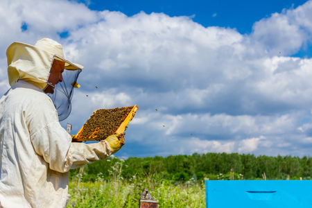 Beekeeper is holding up wooden frame with bees to control situation in bee colony.