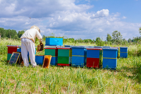 Beekeeper is taking out the honeycomb on wooden frame to control situation in bee colony.