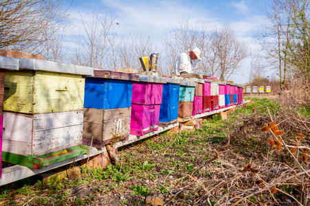 Beekeeper is having a spring activity in his apiary, checking bees in hive.