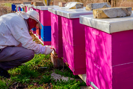 Beekeeper is having a spring activity in his apiary, checking bees in hive.