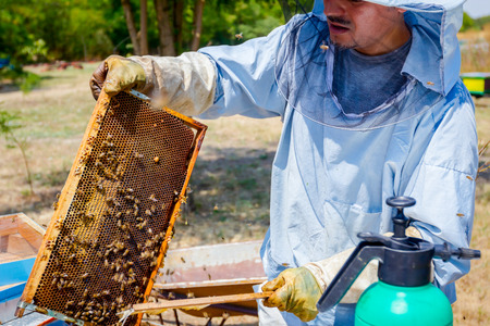 Apiarist sweeps out bees from honeycomb with brush to extract honey, harvest time.