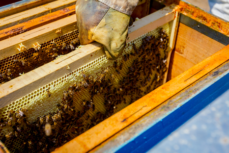 Beekeeper is taking out the honeycomb on wooden frame to extract honey from bee hives, harvest.