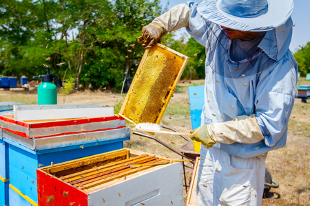 Apiarist sweeps out bees from honeycomb with brush to extract honey, harvest time.
