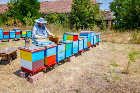 Beekeeper is taking out the honeycomb on wooden frame to extract honey from bee hives, harvest.の写真素材