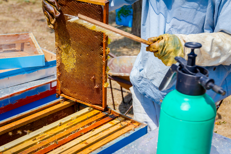 Apiarist sweeps out bees from honeycomb with brush to extract honey, harvest time.