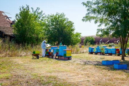 Beekeeper is taking out the honeycomb on wooden frame to extract honey from bee hives, harvest.