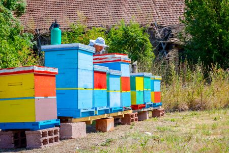 Beekeeper is taking out the honeycomb on wooden frame to extract honey from bee hives, harvest.の写真素材