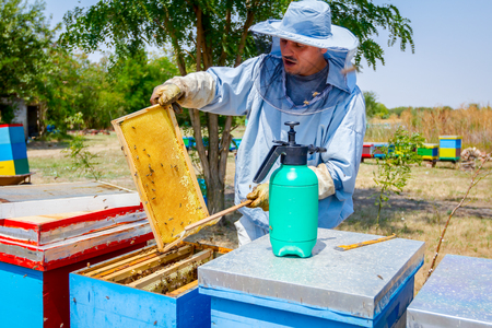 Apiarist sweeps out bees from honeycomb with brush to extract honey, harvest time.の写真素材