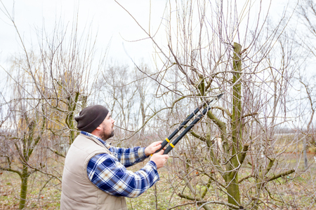 Farmer is pruning branches of fruit trees in orchard using long loppers at early springtime.