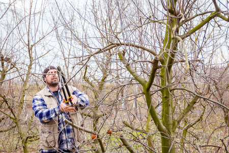 Farmer is pruning branches of fruit trees in orchard using long loppers at early springtime.