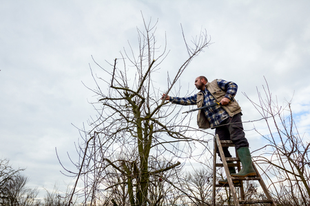 Gardener is climbed on ladders and he cutting branches, pruning fruit trees with long shears in the orchard.の写真素材