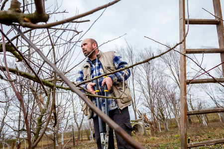 Farmer is pruning branches of fruit trees in orchard using long loppers at early springtime.の写真素材