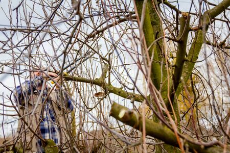 Farmer is pruning branches of fruit trees in orchard using long loppers at early springtime.の写真素材