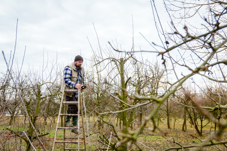 Gardener is climbed on ladders and he cutting branches, pruning fruit trees with long shears in the orchard.の写真素材