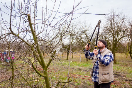 Farmer is pruning branches of fruit trees in orchard using long loppers at early springtime.の写真素材