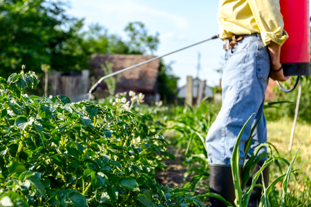 Farmer sprays inflorescence potatoes plants to protect them with chemicals from fungal disease or vermin with manually sprayer in his garden.の写真素材