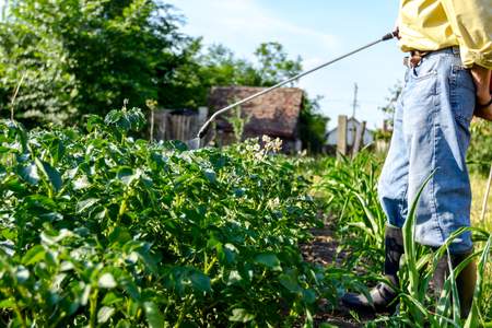 Farmer sprays inflorescence potatoes plants to protect them with chemicals from fungal disease or vermin with manually sprayer in his garden.の写真素材