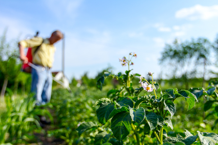 Farmer sprays inflorescence potatoes plants to protect them with chemicals from fungal disease or vermin with manually sprayer in his garden.の写真素材