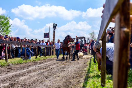 Chestereg, Vojvodina, Serbia - April 30, 2017: Draft bloodstock horse is competing in pulling a tree trunk at traditionally public event.のeditorial素材
