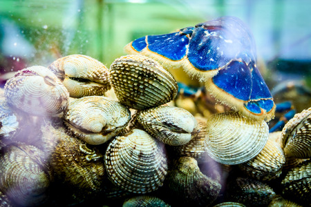 View from back on tail of live exotic and expensive crayfish placed in aquarium on pile live clams, tank at traditional seafood restaurant for sale.の写真素材