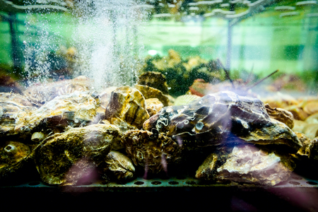 Live oysters are in aquarium, tank at traditional seafood restaurant for sale, sea shells.の写真素材