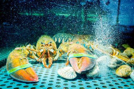 Live exotic and expensive crayfish with tied claws are in aquarium, tank at traditional seafood restaurant for sale.の写真素材