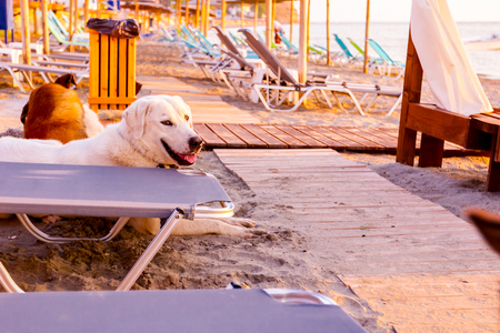 Group of dogs are relaxing at early morning Sun, dawn, on a sandy beach.の写真素材