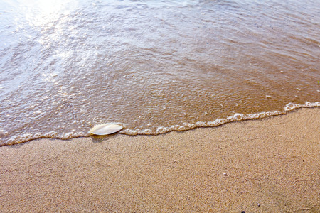 Cuttlebone is washed up by the sea on sandy beach.