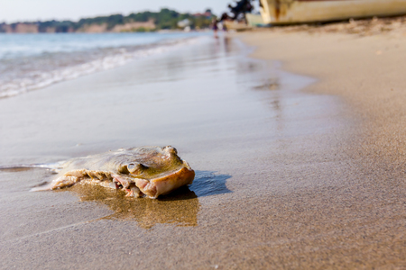 Carcass of dead, killed stingray with chop off wings is washed up by the sea on sandy beach.の写真素材
