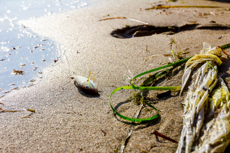 Carcass of dead fish is washed up by the sea on sandy beach with plastic waste.の写真素材