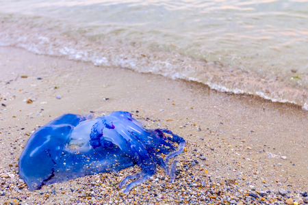 Carcass of dead huge blue jellyfish is washed up by the sea on sandy beach.の写真素材
