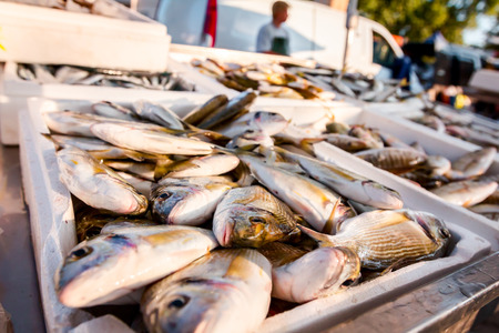 Pile of fresh Dorado fish for sale on the fishmonger, outdoor seafood market.の写真素材
