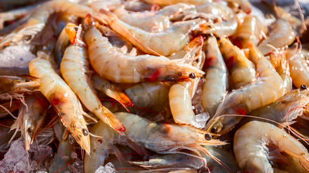 Pile of fresh prawns or pacific white shrimp for sale on the seafood market, seafood on ice.の写真素材