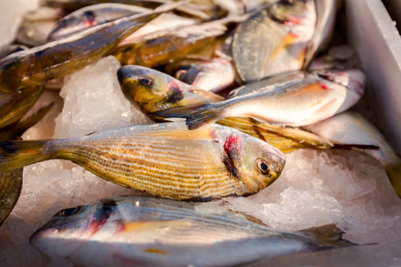 Pile of fresh Dorado fish for sale on the fishmonger, outdoor seafood market.