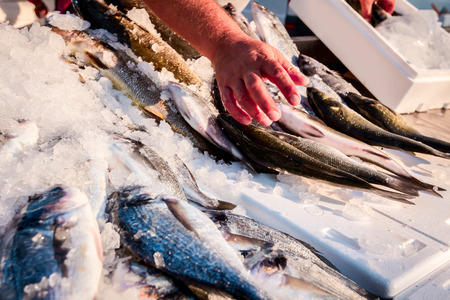Seller's hand until is arranging fish on stand for sale at flea outdoor market, seafood on ice.の写真素材