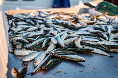 Pile of fresh anchovy, pilchard fishes or sardina pilchardus fish for sale on the fishmonger, outdoor seafood market.の写真素材