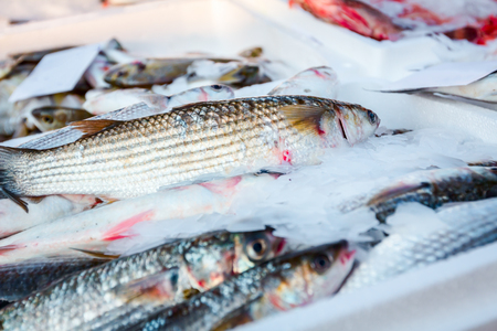 Pile of fresh Flathead mullet fish for sale on the fishmonger, outdoor seafood market.の写真素材