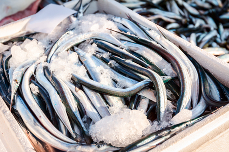 Pile of fresh Garfish, Belone Belone, needlefish, for sale on the fishmonger, outdoor seafood market.の写真素材