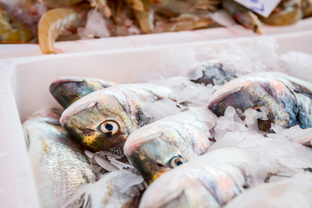 Pile of fresh Dorado fish for sale on the fishmonger, outdoor seafood market.の写真素材