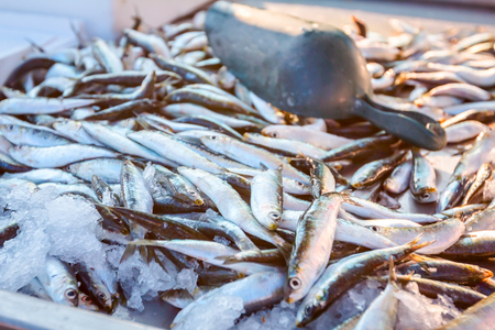 Pile of fresh anchovy, pilchard fishes or sardina pilchardus fish for sale on the fishmonger, outdoor seafood market.の写真素材