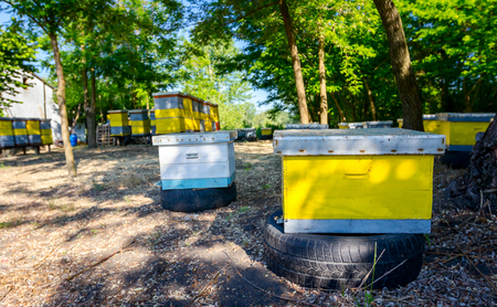 Young bee colony in small wooden colorful beehives is placed in orchard at early morning.