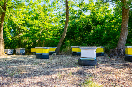 Young bee colony in small wooden colorful beehives is placed in orchard at early morning.
