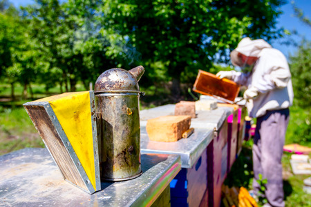 Beekeeper is looking swarm activity over honeycomb on wooden frame, control situation in bee colony.の写真素材